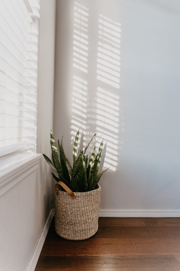 A Green Plant on a Woven Basket