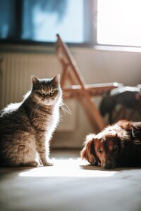 Dog and Cat on the Floor