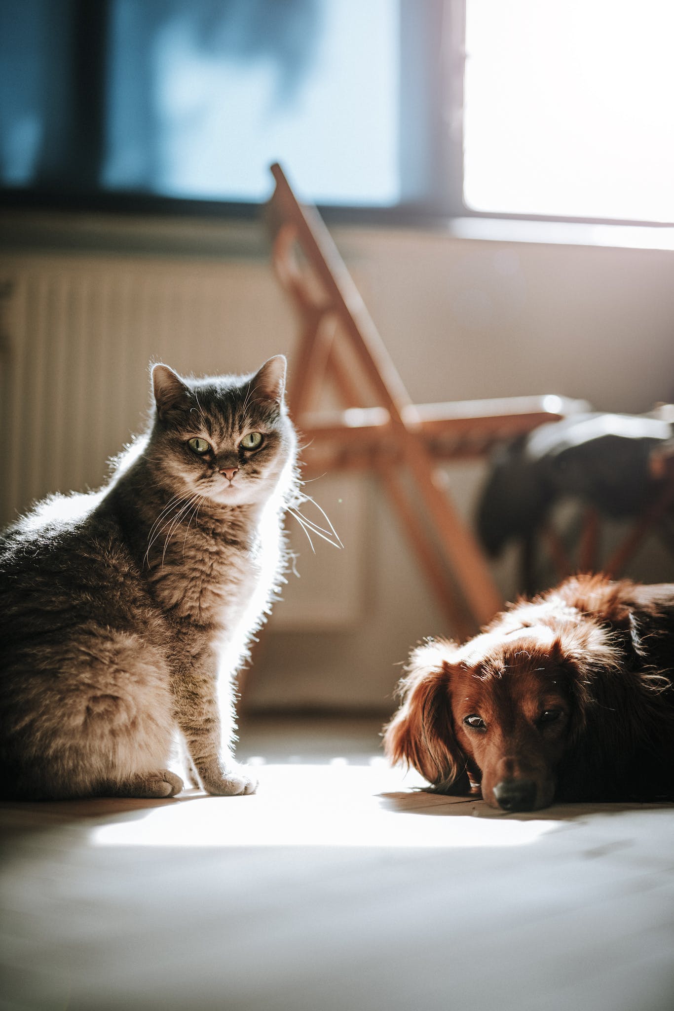 Dog and Cat on the Floor